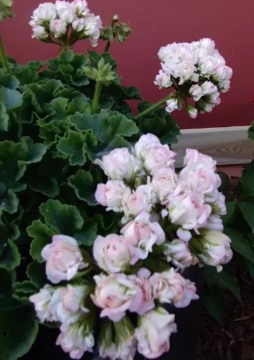 Лот: 20892159. Фото: 1. Пеларгония Ю Царская невеста. Горшечные растения и комнатные цветы