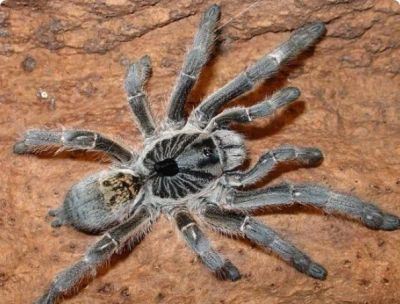 Лот: 8198419. Фото: 1. Ceratogyrus marshalli. Остальные животные