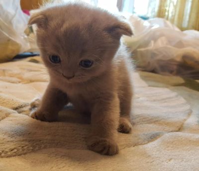 Лот: 7732330. Фото: 1. Шотландские вислоухие котята. Кошки, котята