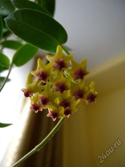 Лот: 5797594. Фото: 1. Хойя денсифолия (Hoya Densifolia... Горшечные растения и комнатные цветы