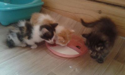 Лот: 9863904. Фото: 1. Раздаём пушистых, милых котят. Кошки, котята