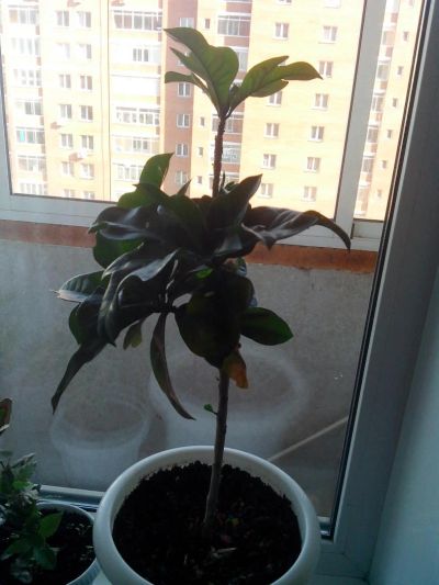 Лот: 4018045. Фото: 1. Кротон. Горшечные растения и комнатные цветы