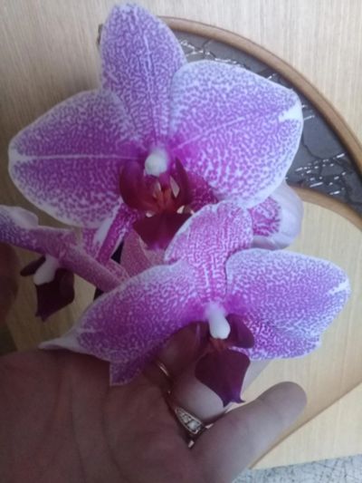 Лот: 9344054. Фото: 1. орхидея фаленопсис (детка). Горшечные растения и комнатные цветы