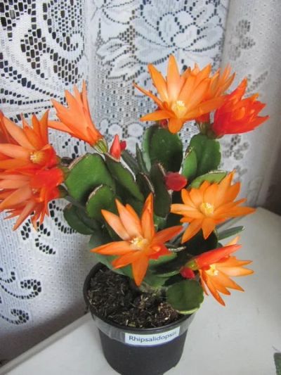 Лот: 5290405. Фото: 1. Рипсалидопсис. Цветы оранжевые... Горшечные растения и комнатные цветы
