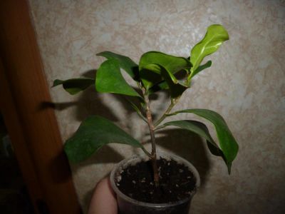 Лот: 4642948. Фото: 1. Фикус треугольный ,(Ficus triangularis... Горшечные растения и комнатные цветы