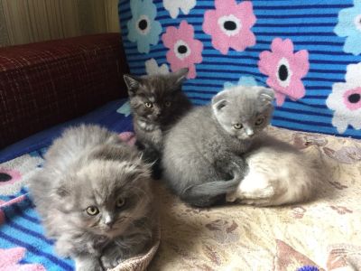 Лот: 11441497. Фото: 1. Продается шотландский котенок. Кошки, котята