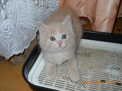 Лот: 1034459. Фото: 1. Сибирские пушистые котята ищут... Остальные животные