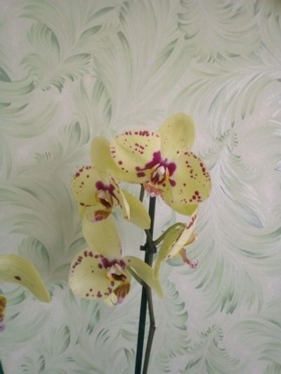 Лот: 16314173. Фото: 1. Орхидея фаленопсис Альбуфейра. Горшечные растения и комнатные цветы
