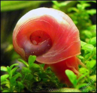 Лот: 1416511. Фото: 1. улитки катушки. Моллюски, ракообразные, кораллы
