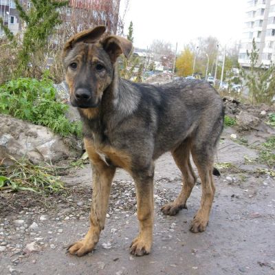 Лот: 3269547. Фото: 1. Самый Верный!. Собаки, щенки