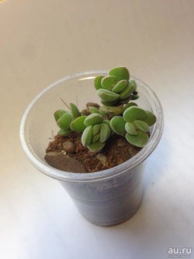 Лот: 8404290. Фото: 1. crassula lanuginosa. Горшечные растения и комнатные цветы