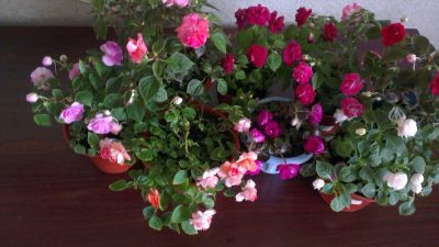 Лот: 10113602. Фото: 1. Срежу черенки махровых сортовых... Горшечные растения и комнатные цветы
