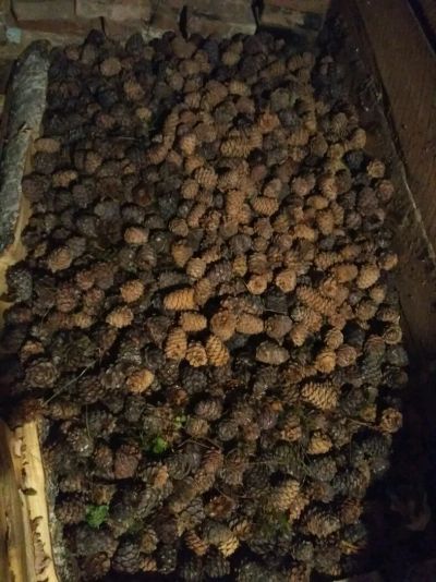 Лот: 14760563. Фото: 1. Продам кедровый орех с севера. Ягоды, орехи