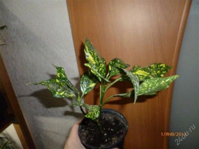 Лот: 2429964. Фото: 1. Аукуба. Горшечные растения и комнатные цветы