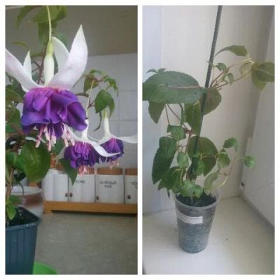 Лот: 9645137. Фото: 1. Фуксия "Deep Purple" кустик. Горшечные растения и комнатные цветы