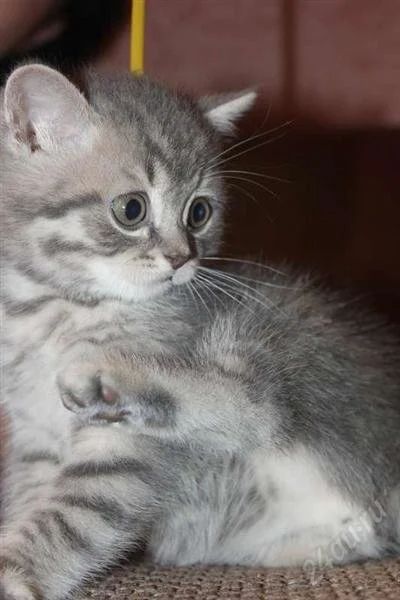 Лот: 2399904. Фото: 1. Шотландкий прямоухий котенок. Кошки, котята
