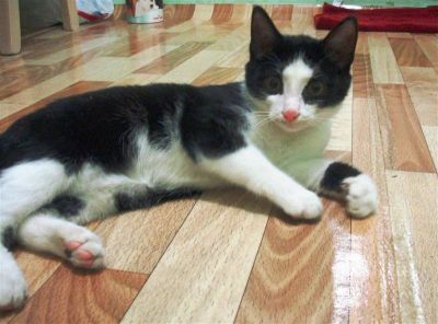 Лот: 1261045. Фото: 1. Котёнок Бубенчик. Кошки, котята