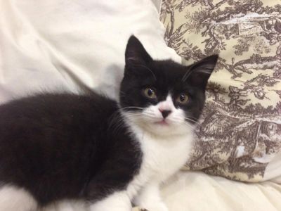 Лот: 4905571. Фото: 1. Британские котята. Кошки, котята