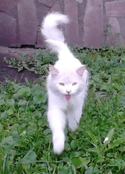 Лот: 7854091. Фото: 1. Кот белый, пушистый. Кошки, котята