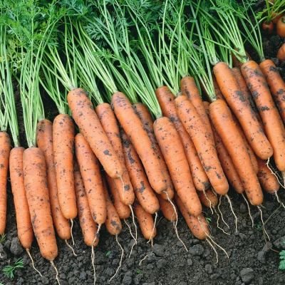 Лот: 19402680. Фото: 1. Морковь с огорода 1кг. Овощи, фрукты, зелень