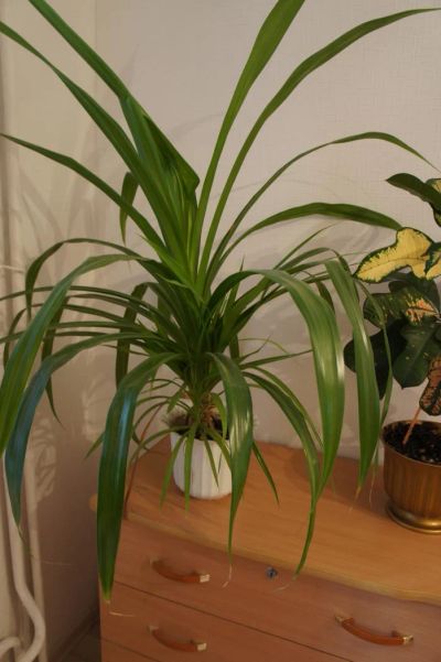 Лот: 7002992. Фото: 1. Комнатное растение Панданус. Горшечные растения и комнатные цветы