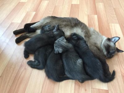 Лот: 10869236. Фото: 1. Отдам котенка в хорошие руки. Кошки, котята