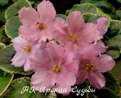 Лот: 8485852. Фото: 1. Продам лист сортовой фиалки НК-Ирония... Горшечные растения и комнатные цветы