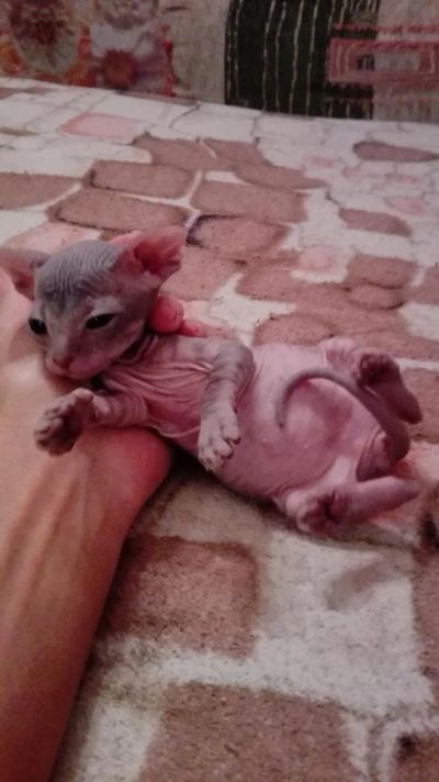 Лот: 6640098. Фото: 1. Очаровательная лысая девочка!. Кошки, котята
