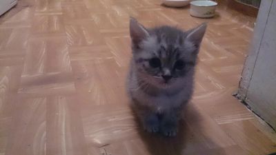 Лот: 5518218. Фото: 1. Шотландский котёнок (девочка... Кошки, котята