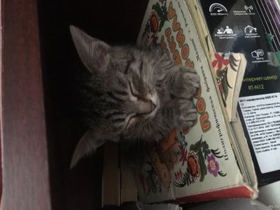 Лот: 13392010. Фото: 1. Котёнок, даром, бесплатно. Кошки, котята