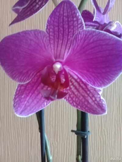 Лот: 9710322. Фото: 1. орхидея фаленопсис". Горшечные растения и комнатные цветы