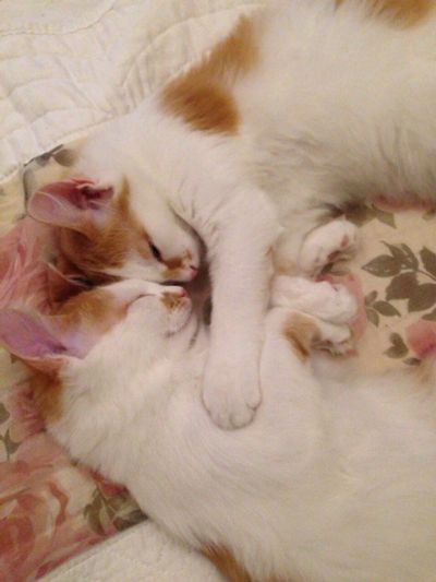 Лот: 10736869. Фото: 1. Братья-котята 5мес. Кошки, котята