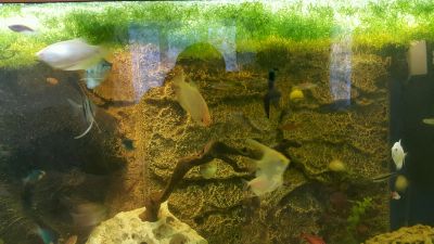 Лот: 11063451. Фото: 1. Риччия. Водные растения