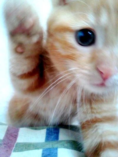 Лот: 2986496. Фото: 1. Котеночек рыженький. Кошки, котята