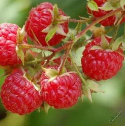 Лот: 5654354. Фото: 1. Малина, взрослый куст, 3-5 побегов. Другое (семена, рассада, садовые растения)