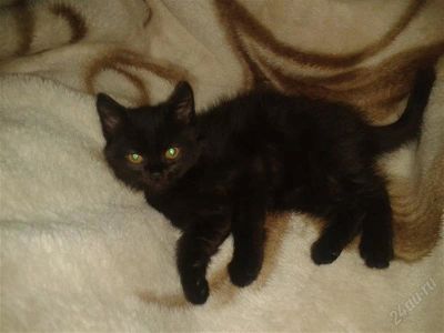 Лот: 2298143. Фото: 1. Отдам котят в хорошие руки. Кошки, котята