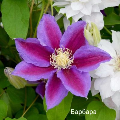Лот: 15682061. Фото: 1. Клематис барбара 2 сп. Садовые цветы