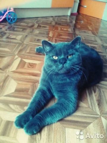 Лот: 6591469. Фото: 1. Продам кота. Кошки, котята
