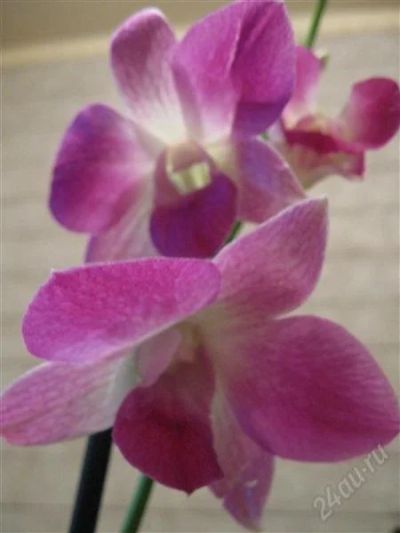 Лот: 1281486. Фото: 1. Орхидея Дендрофал( крупный). Горшечные растения и комнатные цветы