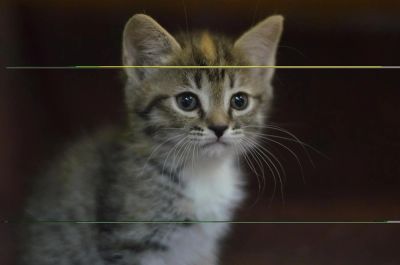 Лот: 3170140. Фото: 1. Шикарный сибирский котенок. Кошки, котята