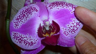 Лот: 4770898. Фото: 1. Орхидея фаленопсис Н8(отцветает... Горшечные растения и комнатные цветы