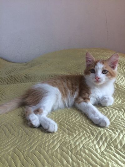 Лот: 11735974. Фото: 1. Котята 2 месяца. Кошки, котята