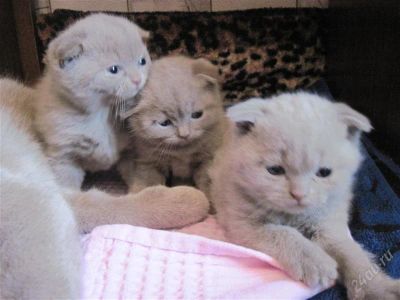 Лот: 1834760. Фото: 1. Шотландсике котята. Кошки, котята