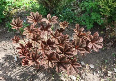 Лот: 22489120. Фото: 1. Роджерсия Генриха (Rodgersia henrici... Садовые цветы