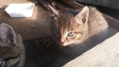 Лот: 6435613. Фото: 1. Отдам котят в Красноярске. Кошки, котята