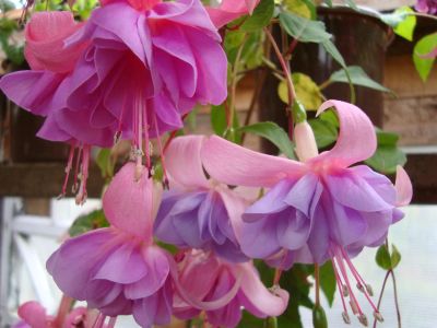 Лот: 4040351. Фото: 1. Фуксия махровая Drama Girl. Горшечные растения и комнатные цветы