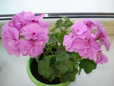 Лот: 11281149. Фото: 1. пеларгония плющелистная PAC LILAC. Горшечные растения и комнатные цветы