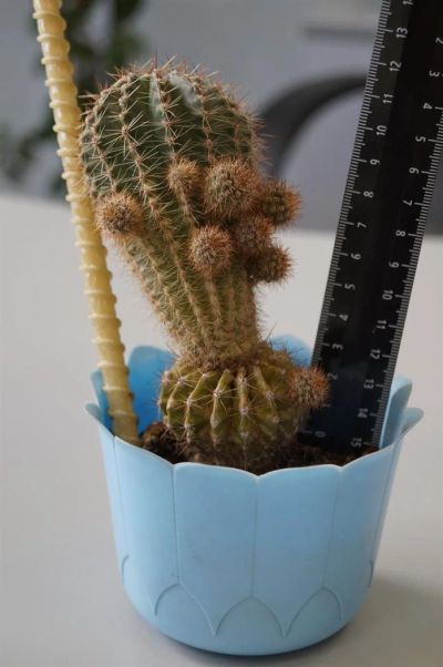 Лот: 3117230. Фото: 1. Кактусы - Echinopsis Huascha-100... Горшечные растения и комнатные цветы
