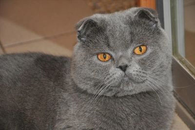 Лот: 5551396. Фото: 1. Шотландский голубой вислоухий... Кошки, котята