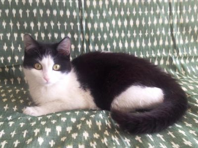 Лот: 6310239. Фото: 1. Стерилизованная кошечка, 1,5 года. Кошки, котята